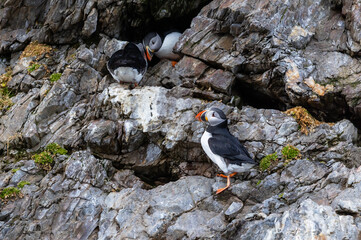 Cute atlantic puffins (fratercula artica) in a cliff in Svalbard, Norway 