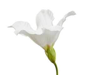 Beaumontia grandiflora, Easter lily vine, White flower isolated on white background with clipping path