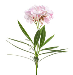 Nerium oleander, Pink oleander flowers isolated on white background with clipping path  