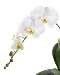 White Phalaenopsis Orchid, Moth Orchids isolated on white background, with clipping path   