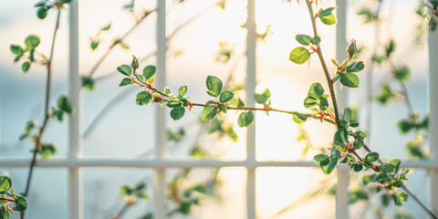 Sunlit green leaves on fence capturing tranquility in nature