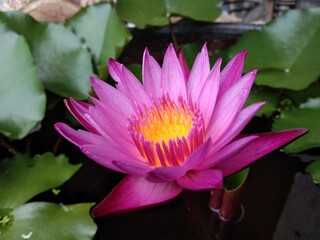 Lotus, My day's favorite flower