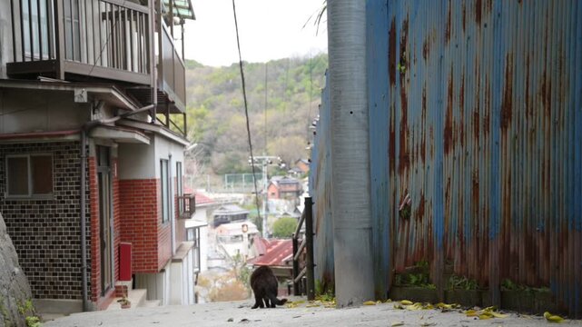 坂の町の黒猫 （広島県尾道市, 2025年4月）
