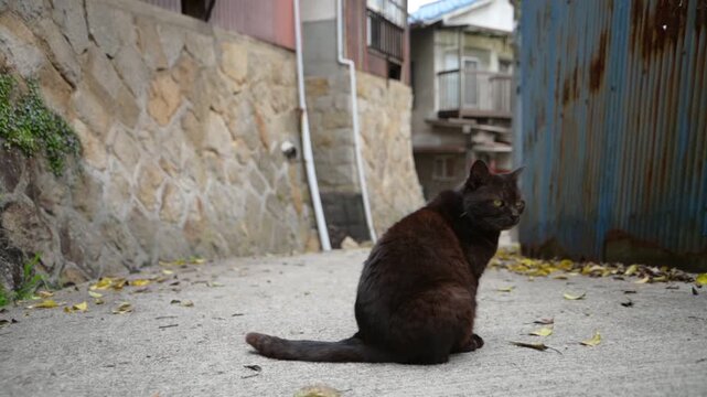 坂の町の黒猫 （広島県尾道市, 2025年4月）