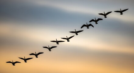 Migrating geese flying across autumn sky