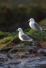Black-Legged Kittiwake (rissa tridactyla) on a rock with moss in Svalbard, Norway  
