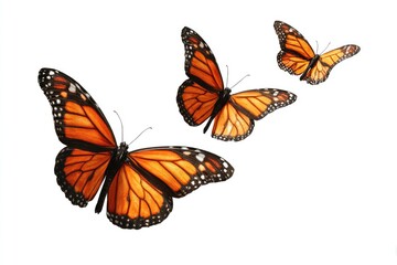 Three monarch butterflies in flight against a white background (1)