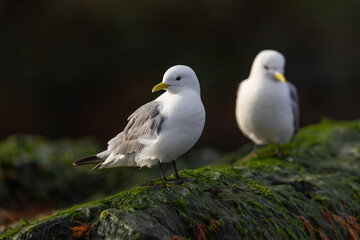 Black-Legged Kittiwake (rissa tridactyla) on a rock with moss in Svalbard, Norway  