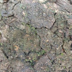 lichen on stone