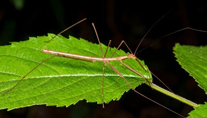 Obraz premium Stick insect on a leaf