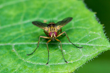 a fly on a blurred dark background. a colorful macro photo of an insect. space for text. a beautiful screensaver. a close-up.
