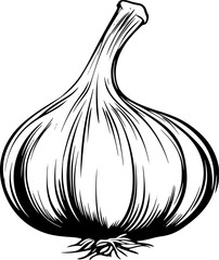 Garlic Bulb Vegetable Lineart Drawing for Coloring Page