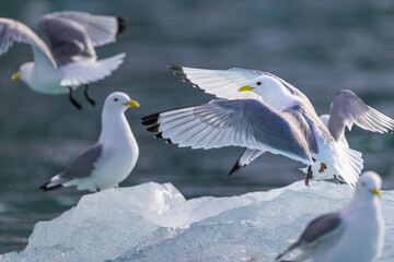 Black-Legged Kittiwake (rissa tridactyla) landing on an iceberg from a glacier in Svalbard, Norway  