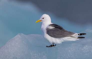Black-Legged Kittiwake (rissa tridactyla) on an iceberg from a glacier in Svalbard, Norway  