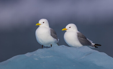 Black-Legged Kittiwake (rissa tridactyla) on an iceberg from a glacier in Svalbard, Norway  