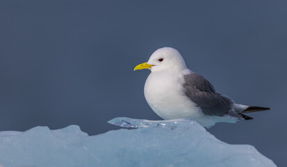 Black-Legged Kittiwake (rissa tridactyla) on an iceberg from a glacier in Svalbard, Norway  