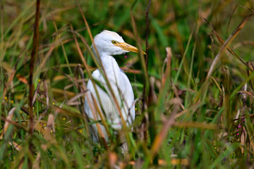 Kuhreiher // Western cattle egret (Ardea ibis)