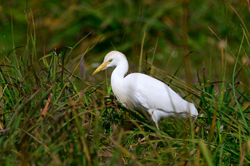 Kuhreiher // Western cattle egret (Ardea ibis)