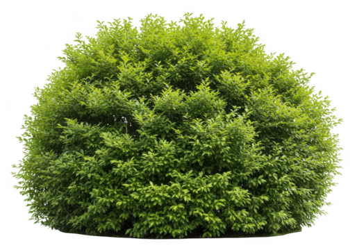 A lush green rounded bush isolated on a plain transparent background