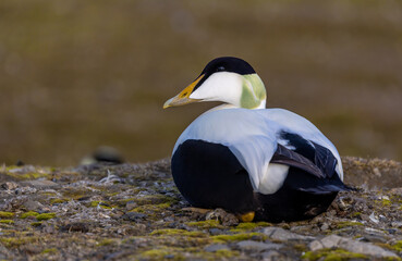 Wild Common Eider (Samateria mollissima) on Svalbard, Norway