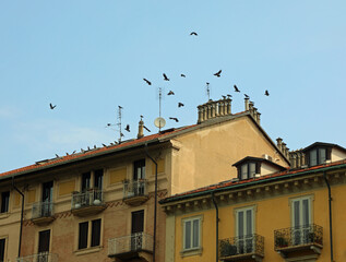 pigeons on the rooftop of a European city house
