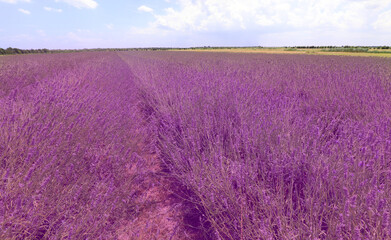 field of lavender flowers bloomed in the plain