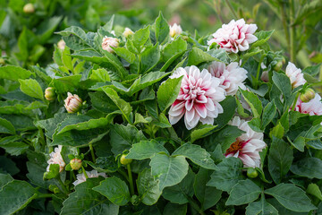 Dinner plate dahlia Duet blooming with bicolor flowers - mix of red toward their heart against white at their tips in the garden in summer. Dahlia Duet with white and wine red petals. 