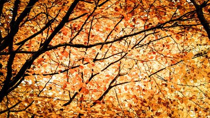 Branches with yellow leaves as nature background.