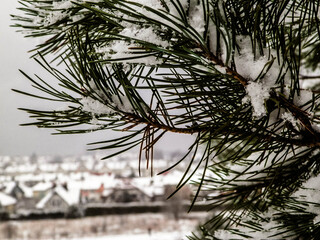 Beginning of winter - fresh snow on spruce tree branch.
