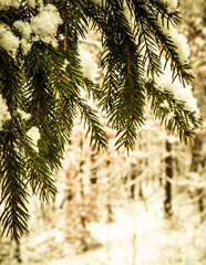 Beginning of winter - fresh snow on spruce tree branch.