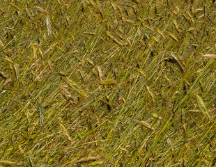 Close up of rye plants as nature background