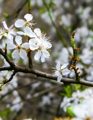 Blooming mirabelle tree in summer.
