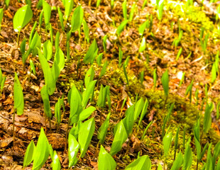 Green plants growing in summer.