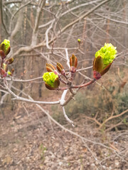Buds on tree branch. Nature awakening after winter season.