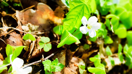 Little flowers and clover plants in forest.