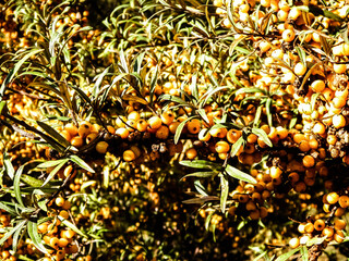 Close up of Pyracantha M.Roem. as nature background.