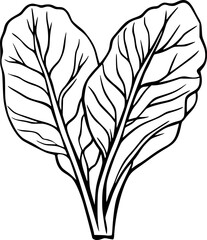 Swiss Chard Leaf Lineart Vector for Logo or Coloring