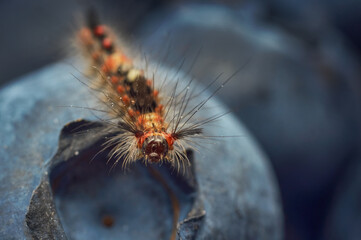 Orgyia antiqua caterpillar, the rusty tussock moth or vapourer, close-up on a blueberry.