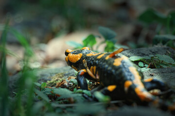 Rare animal, fire salamander lizard close-up in a morning spring forest