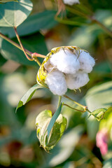 White Cotton flowers, leaves Cotton flowers, among green leaves and soft blurred style for background, selective focus point.Cotton flower on the Cotton tree plant in Thailand. 