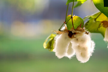 White Cotton flowers, leaves Cotton flowers, among green leaves and soft blurred style for background, selective focus point.Cotton flower on the Cotton tree plant in Thailand. 