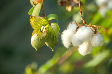White Cotton flowers, leaves Cotton flowers, among green leaves and soft blurred style for background, selective focus point.Cotton flower on the Cotton tree plant in Thailand. 