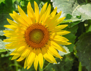 深谷市長在家　ひまわり畑ー47