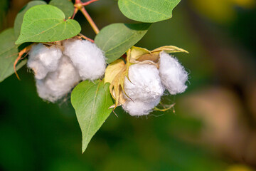 White Cotton flowers, leaves Cotton flowers, among green leaves and soft blurred style for background, selective focus point.Cotton flower on the Cotton tree plant in Thailand. 