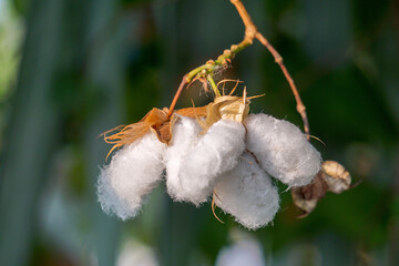 White Cotton flowers, leaves Cotton flowers, among green leaves and soft blurred style for...