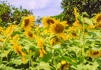 深谷市長在家　ひまわり畑ー42
