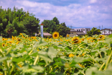 深谷市長在家　ひまわり畑ー23