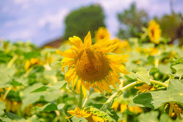 深谷市長在家　ひまわり畑ー27