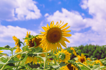 深谷市長在家　ひまわり畑ー9