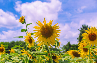 深谷市長在家　ひまわり畑ー14